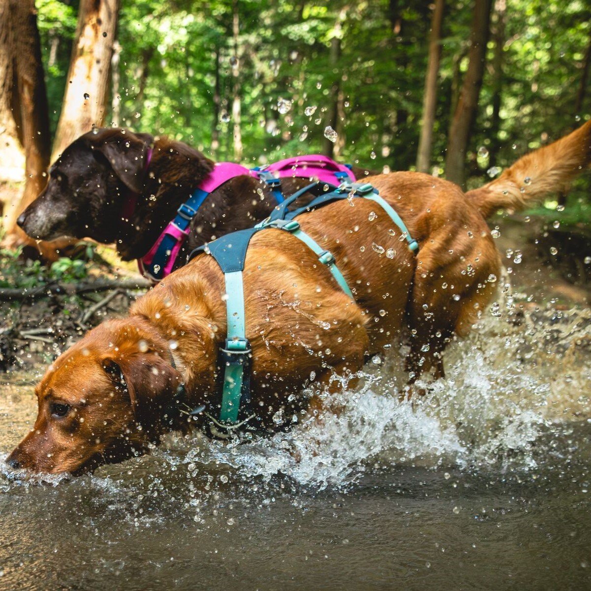 Ruffwear Hundegeschirr Flagline Bild 72