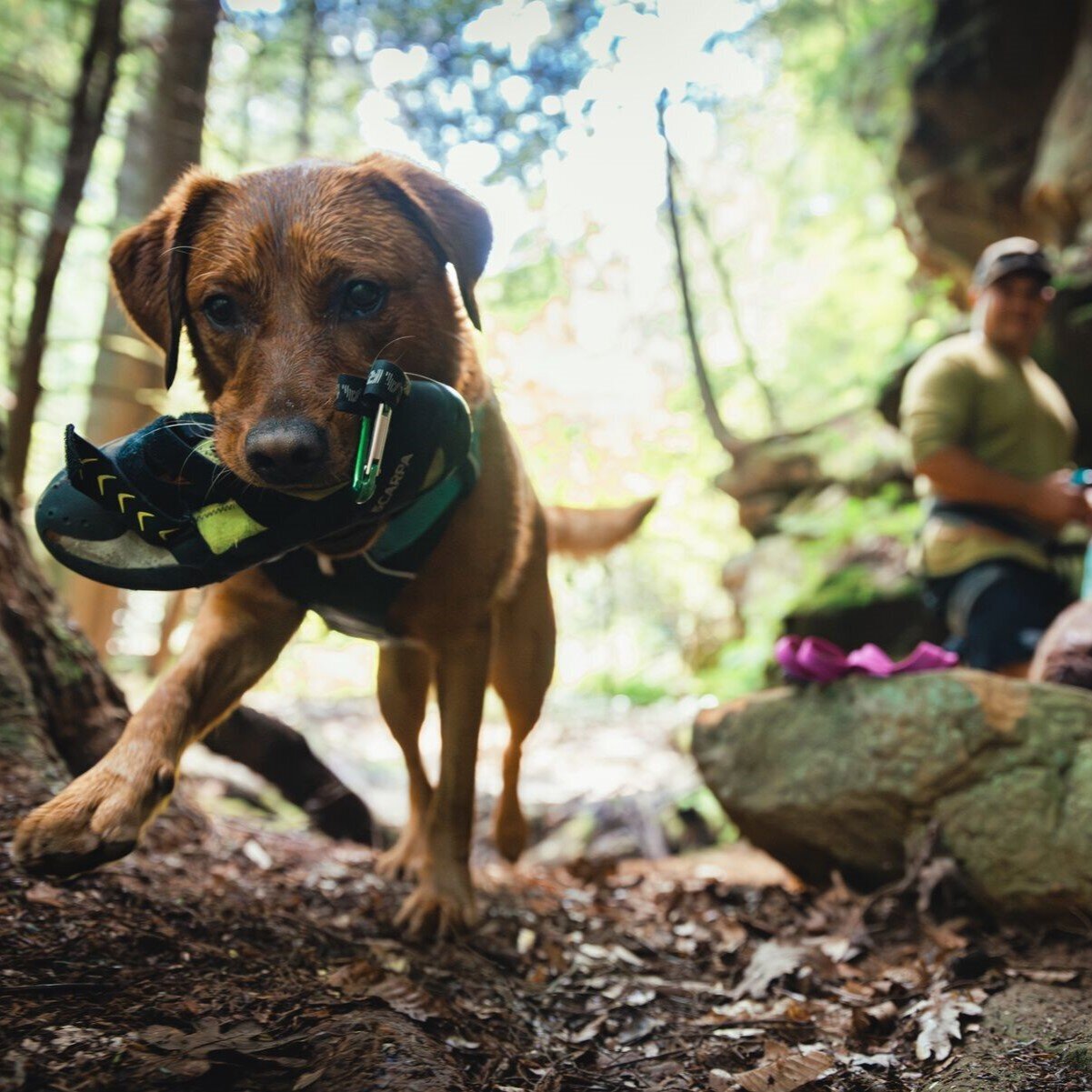 Ruffwear Hundegeschirr Flagline Bild 74