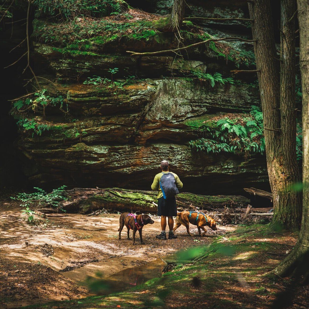 Ruffwear Hundegeschirr Flagline Bild 75