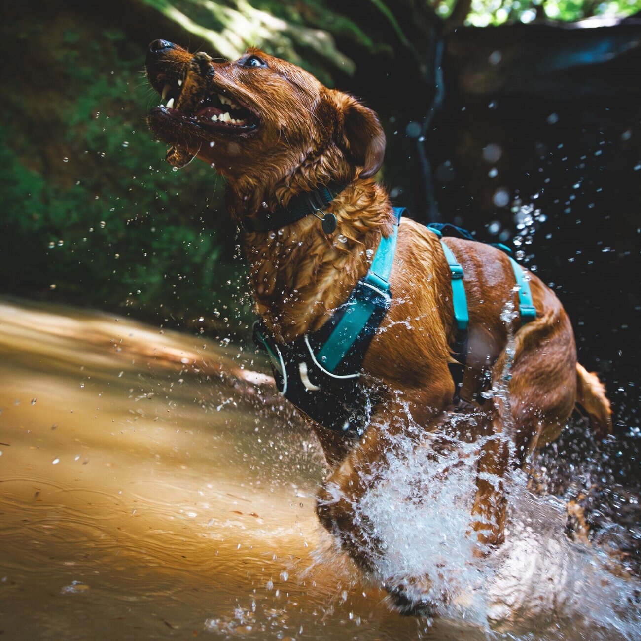 Ruffwear Hundegeschirr Flagline Bild 76