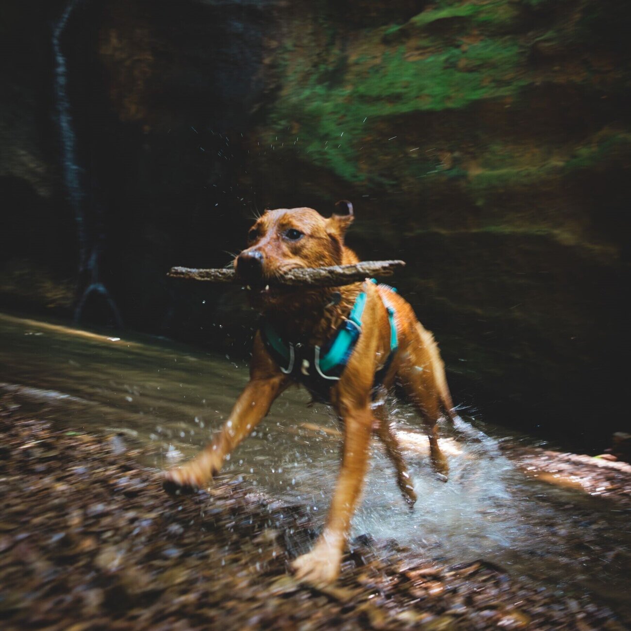 Ruffwear Hundegeschirr Flagline Bild 77