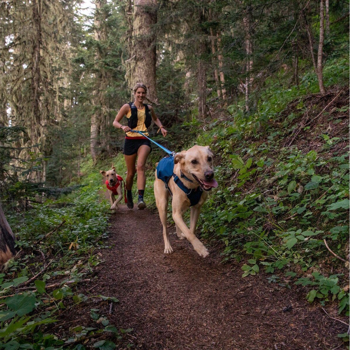 Hundeleine Roamer Leash Bild 7