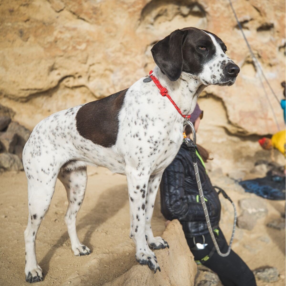 Ruffwear Knot-a-Collar Hundehalsband Bild 2