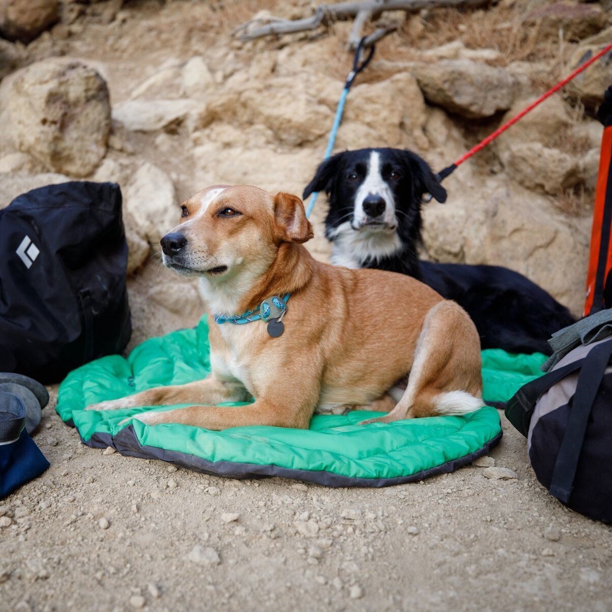 Ruffwear Knot-a-Collar Hundehalsband Bild 19