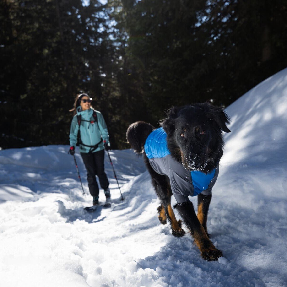 Powder Hound Wintermantel für Hunde Bild 7