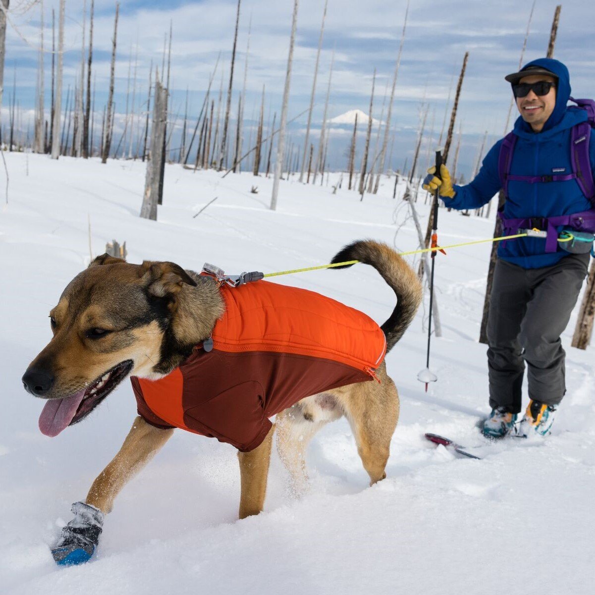Powder Hound Wintermantel für Hunde Bild 14
