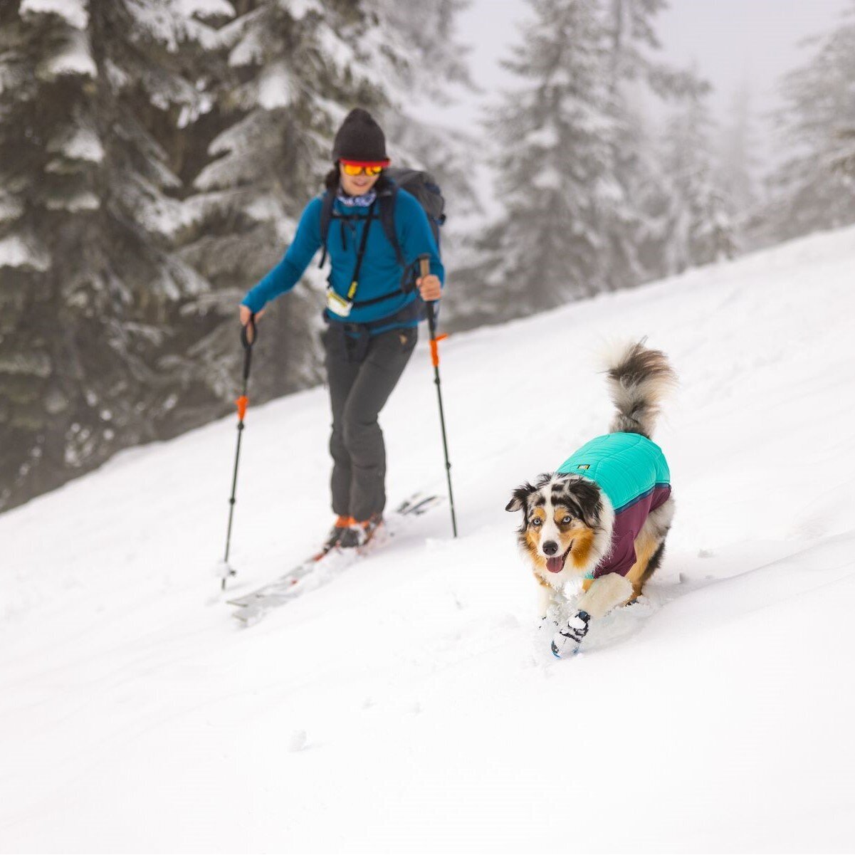 Powder Hound Wintermantel für Hunde Bild 2