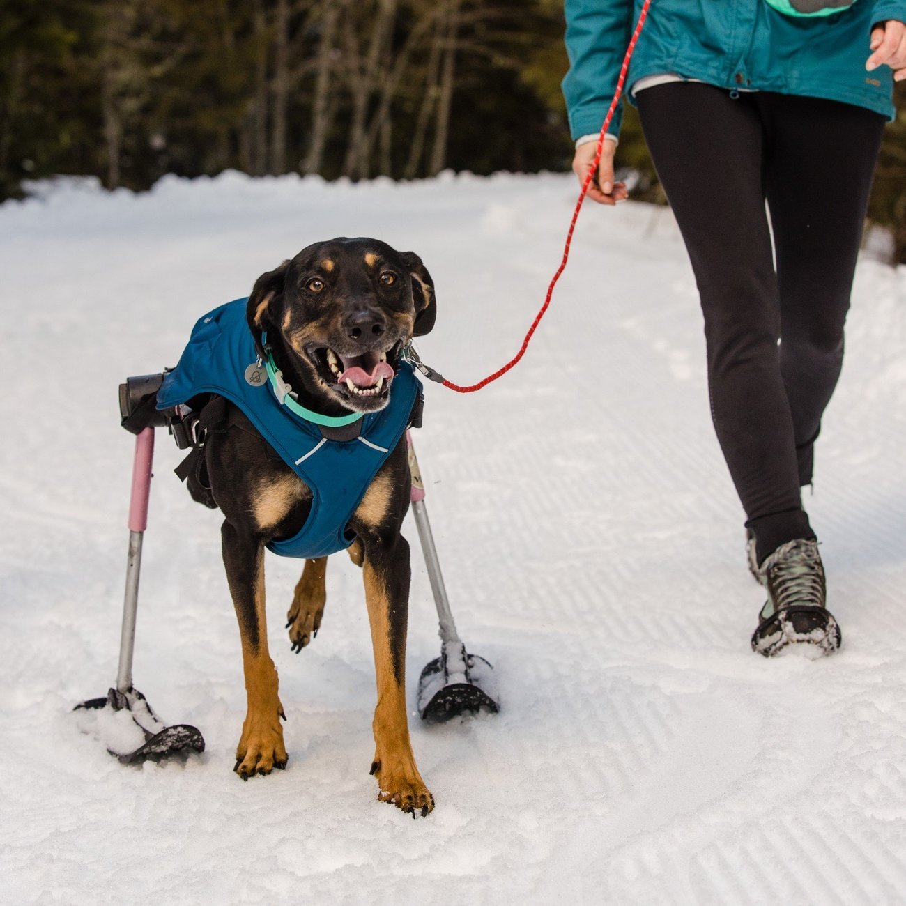Ruffwear Quinzee Hundemantel gefüttert Bild 4