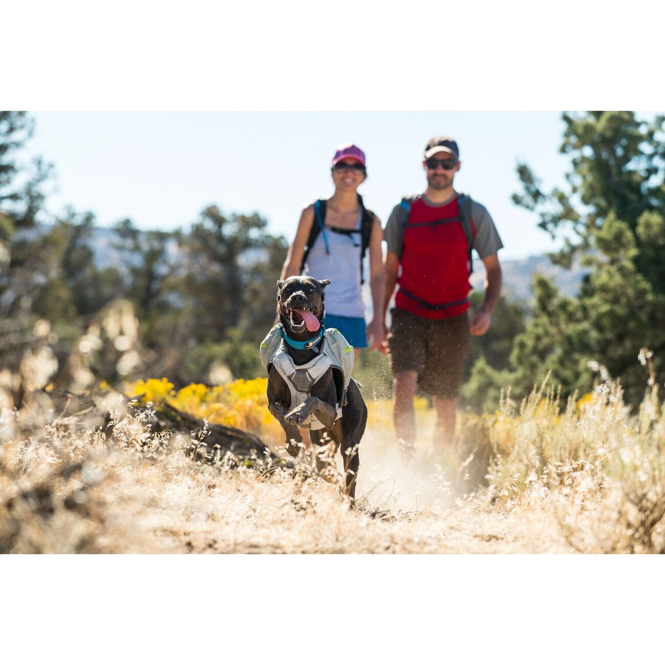 Swamp Cooler Core für Hundegeschirr Bild 2