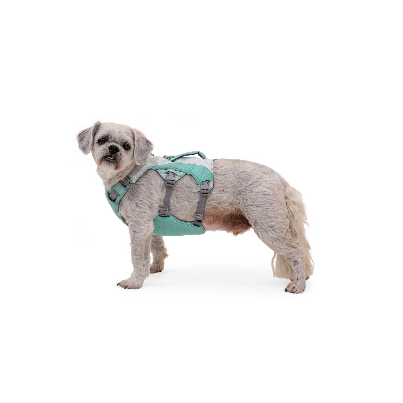 Swamp Cooler Hundegeschirr Bild 12