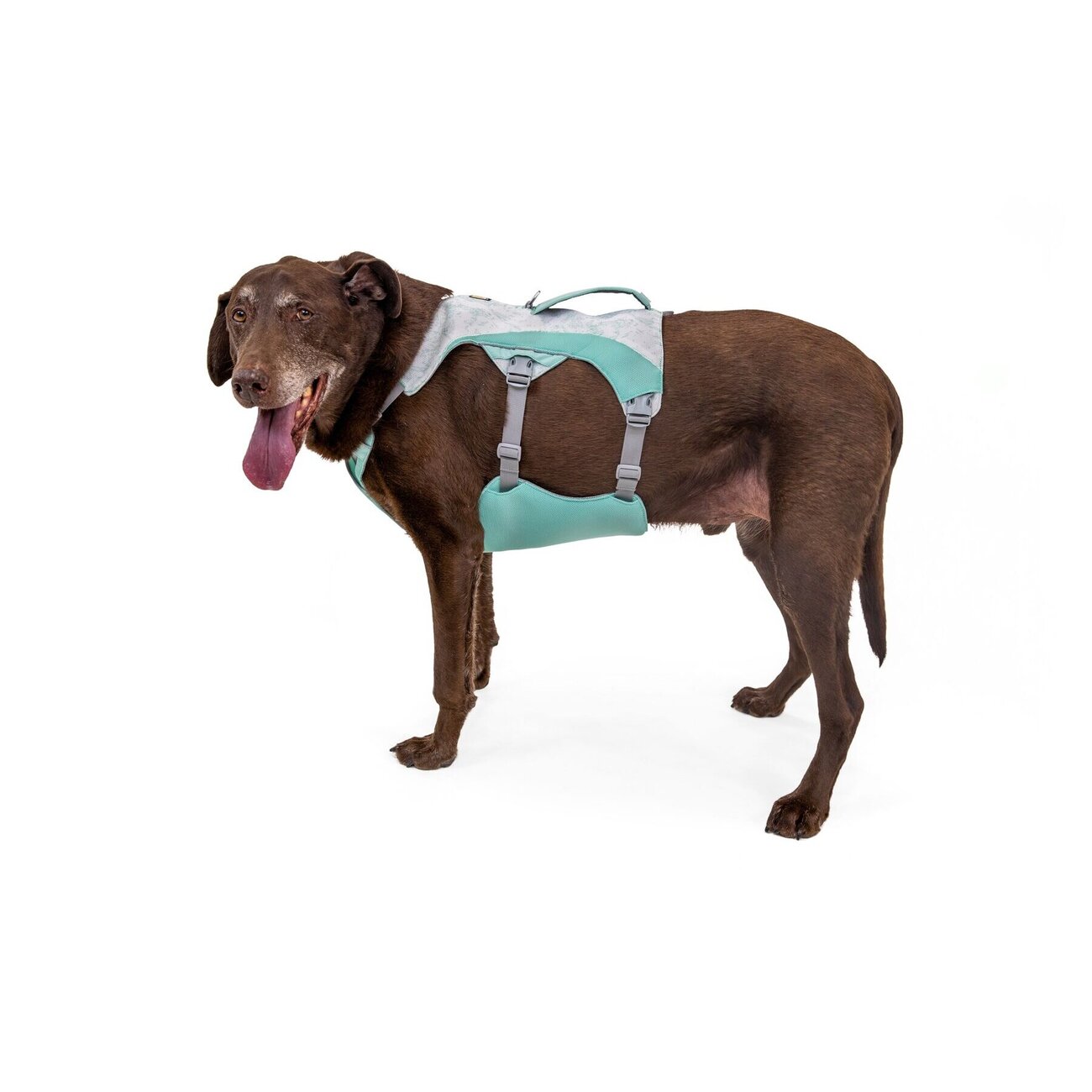 Swamp Cooler Hundegeschirr Bild 2