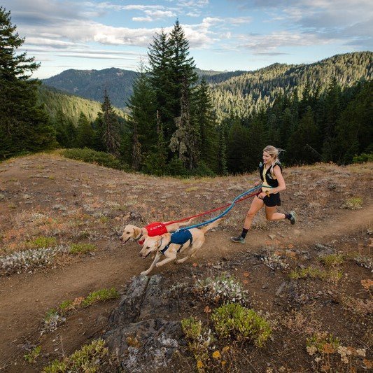 Switchbak Hundegeschirr Bild 4