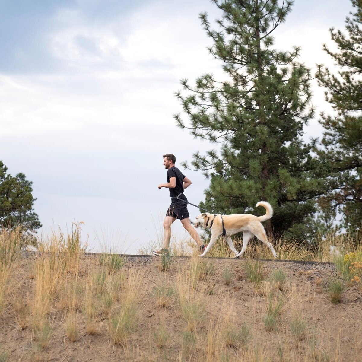 Switchbak Hundeleine zum Umhängen Bild 23