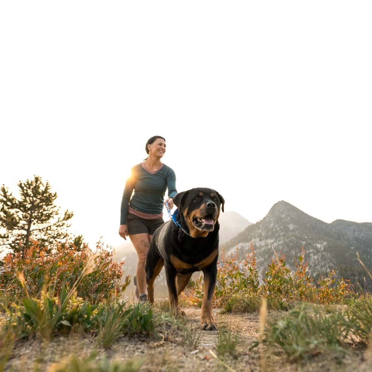 Switchbak Hundeleine zum Umhängen Bild 30