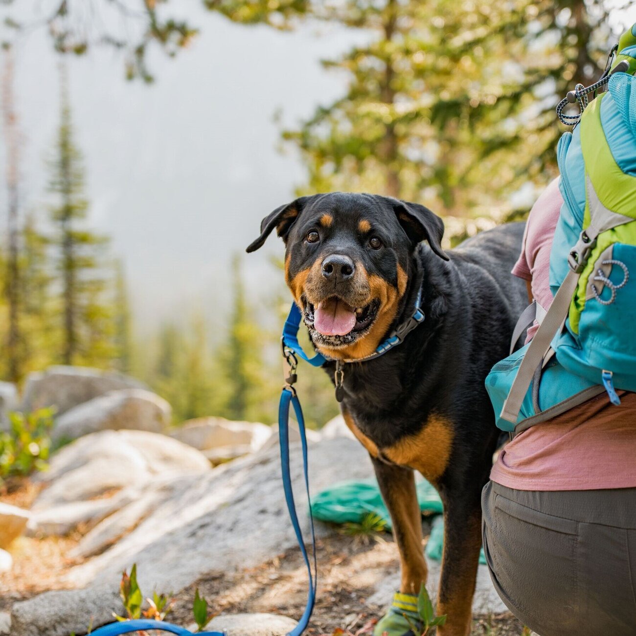 Switchbak Hundeleine zum Umhängen Bild 31