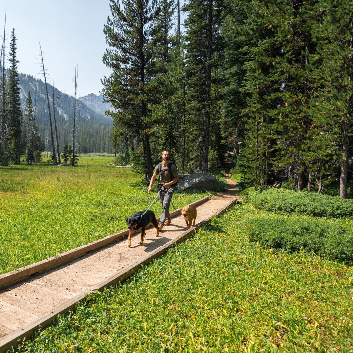 Switchbak Hundeleine zum Umhängen Bild 39