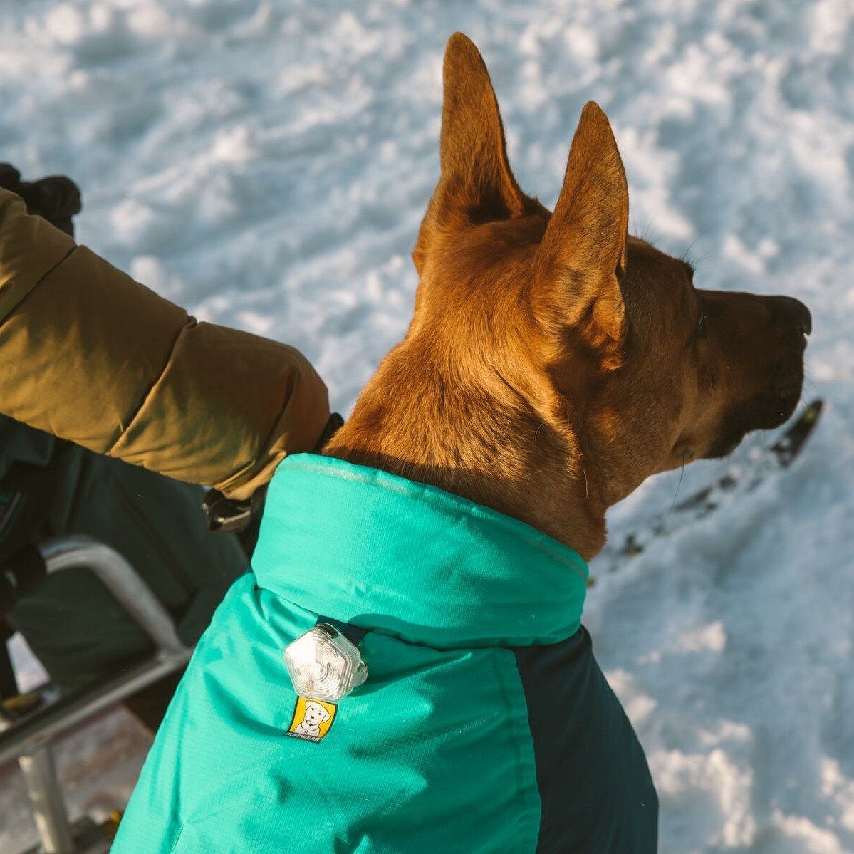 Vert Dog Jacket Hunde Wintermantel Bild 19