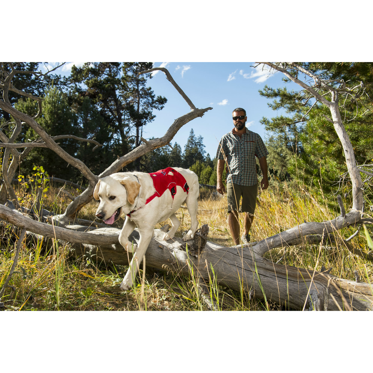 Ruffwear Hundegeschirr Webmaster Bild 2