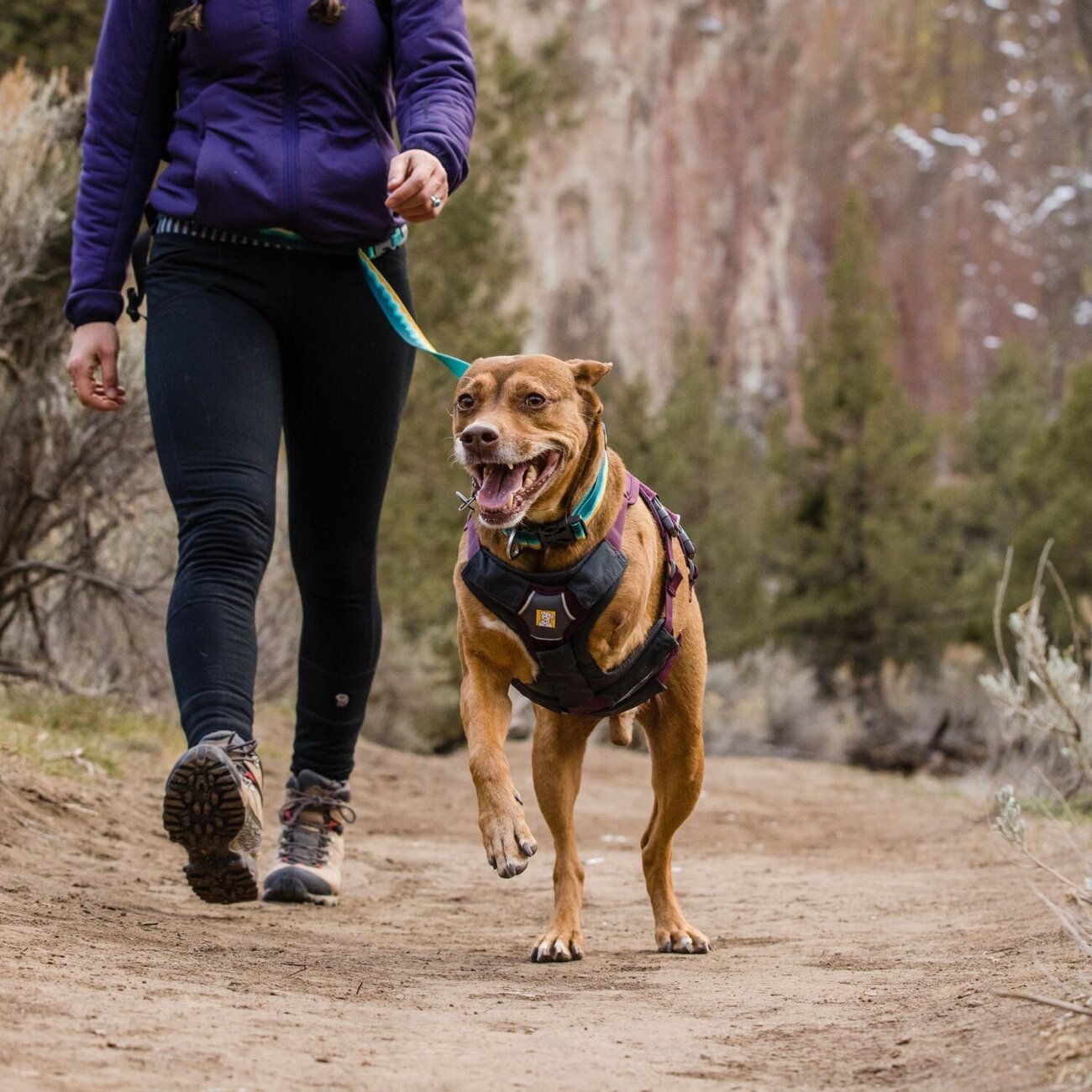 Web Master Hundegeschirr mit Griff Bild 21