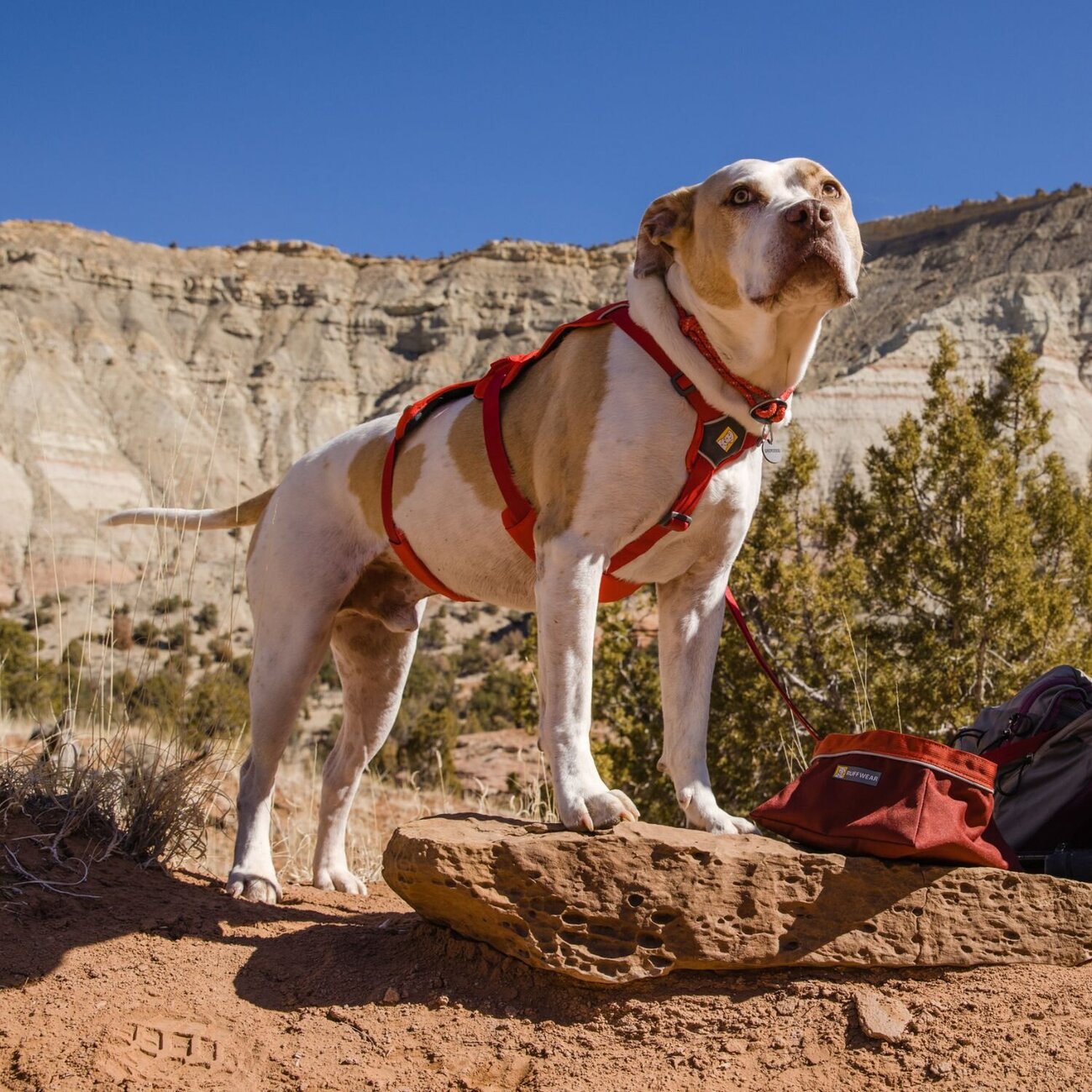 Web Master Hundegeschirr mit Griff Bild 30