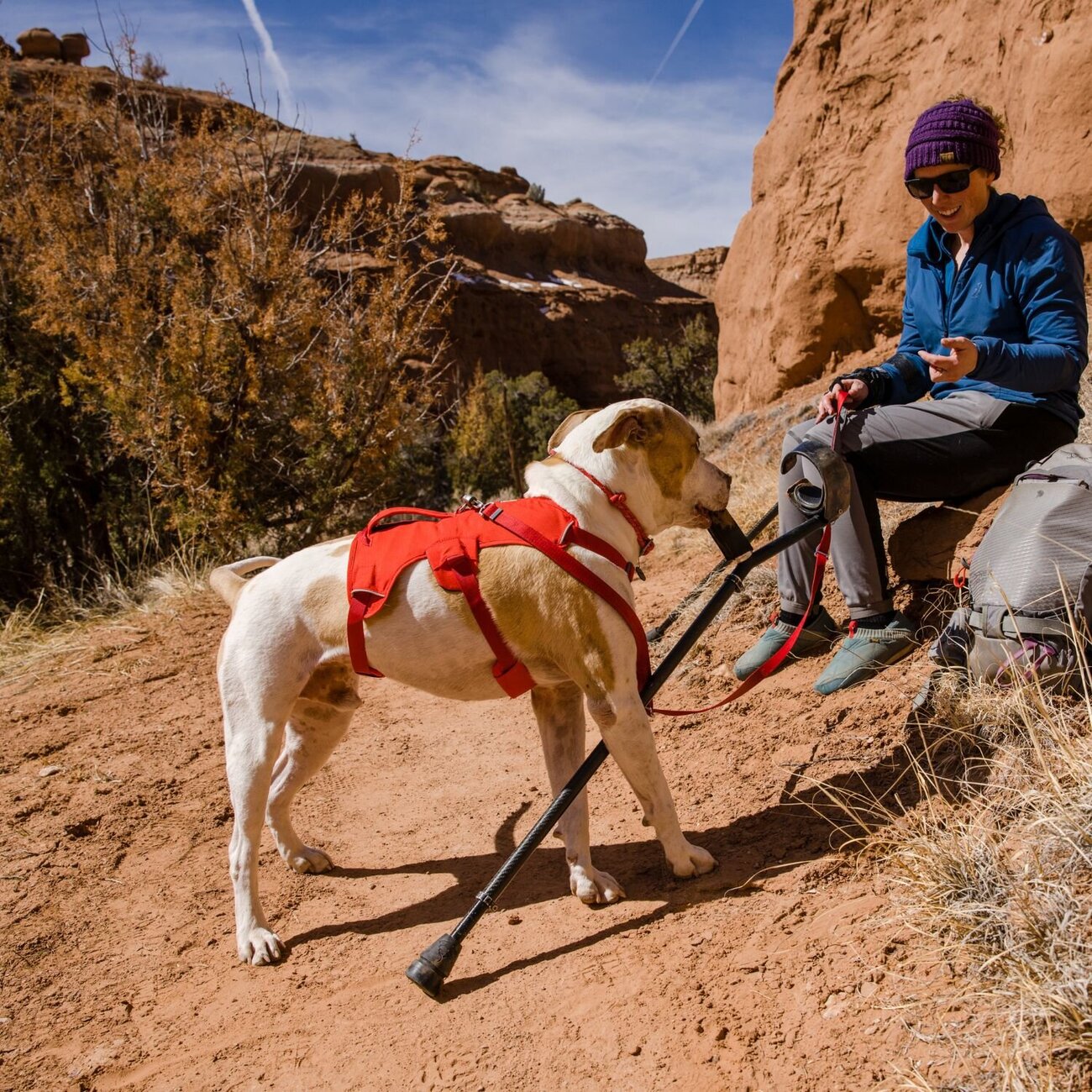 Web Master Hundegeschirr mit Griff Bild 38