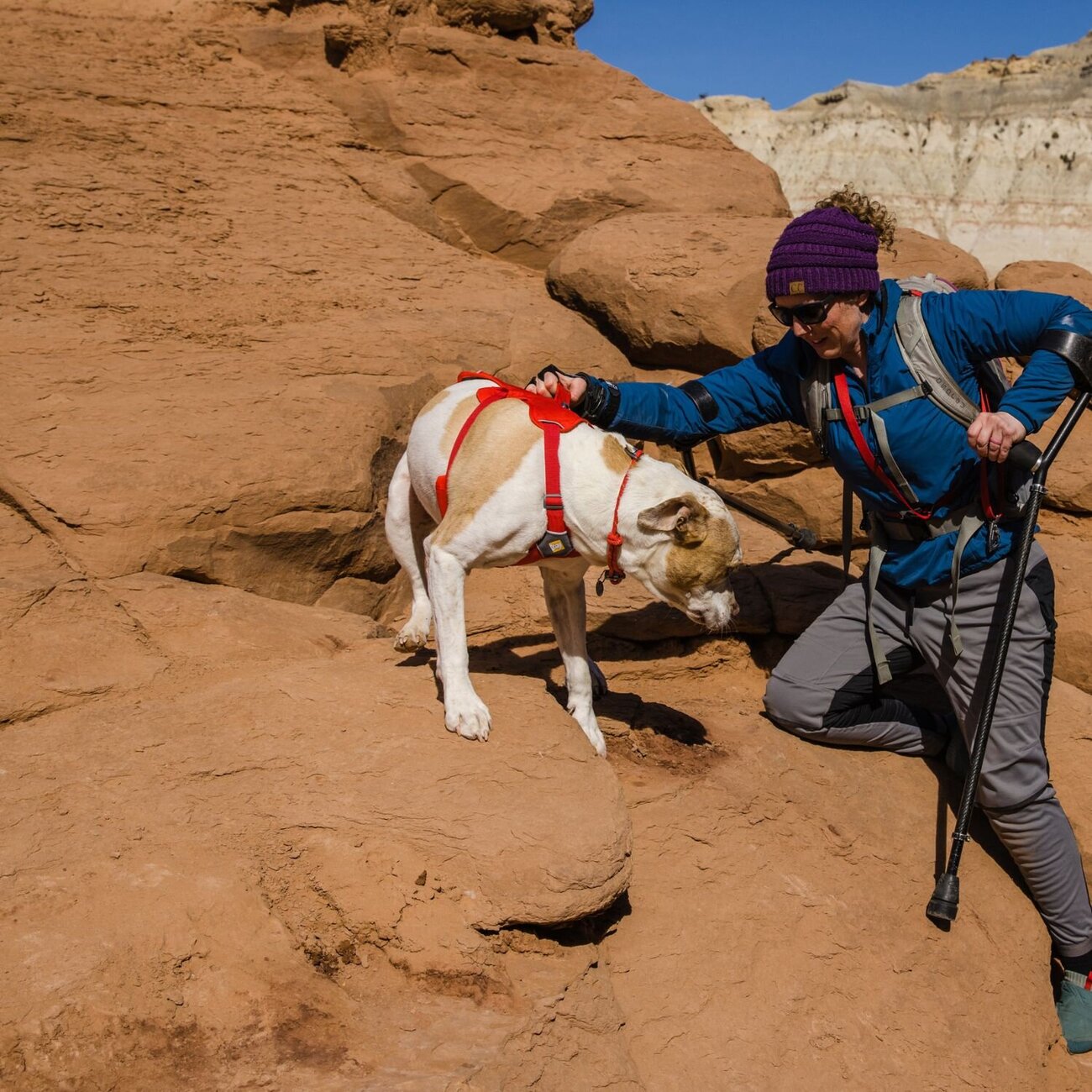 Web Master Hundegeschirr mit Griff Bild 36