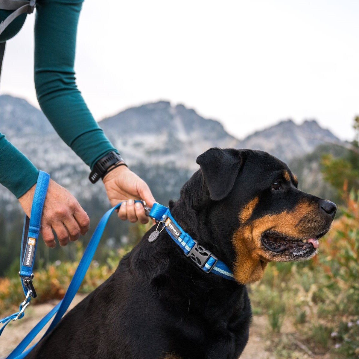 Ruffwear Web Reaction™ Collar Hundehalsband Bild 27