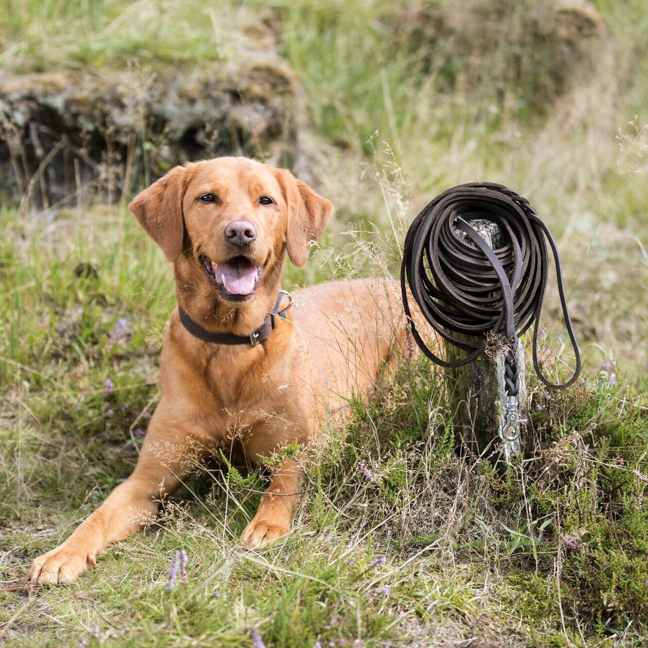 Rustic Fettleder Schleppleine für Hunde Bild 2