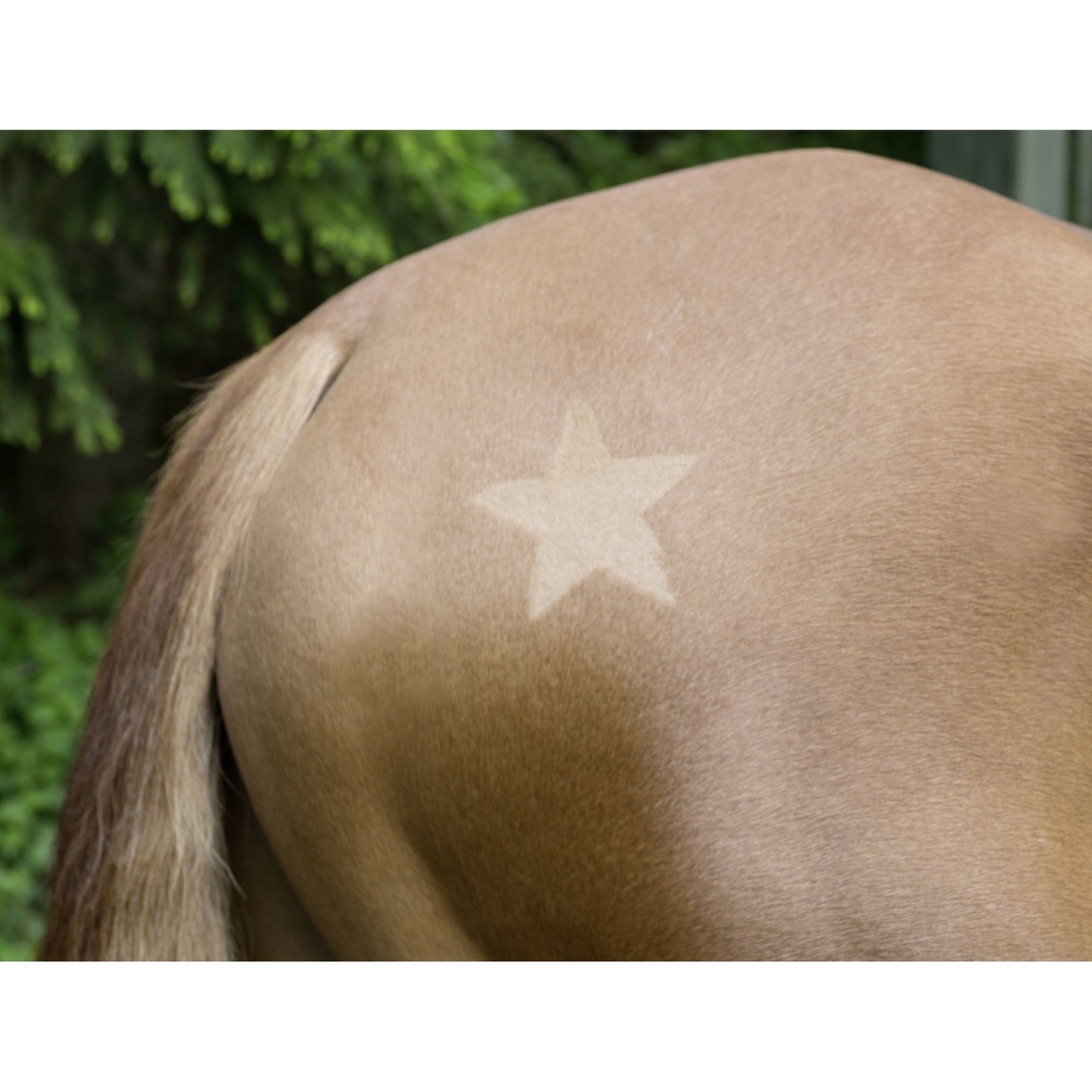 Kerbl Scherschablone für Pferde 3er Set Bild 3