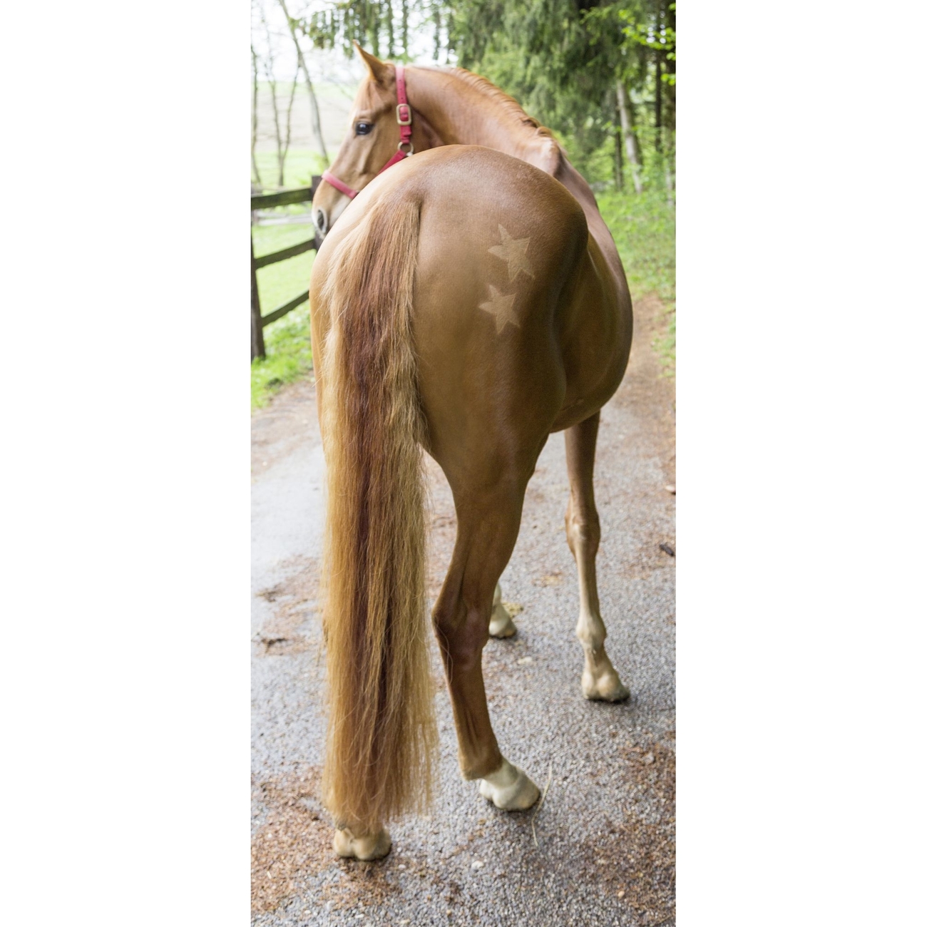 Kerbl Scherschablone für Pferde 3er Set Bild 5