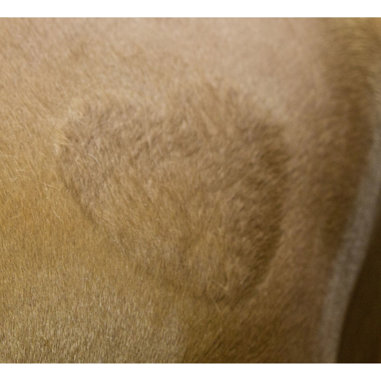 Kerbl Scherschablone für Pferde 3er Set Bild 6