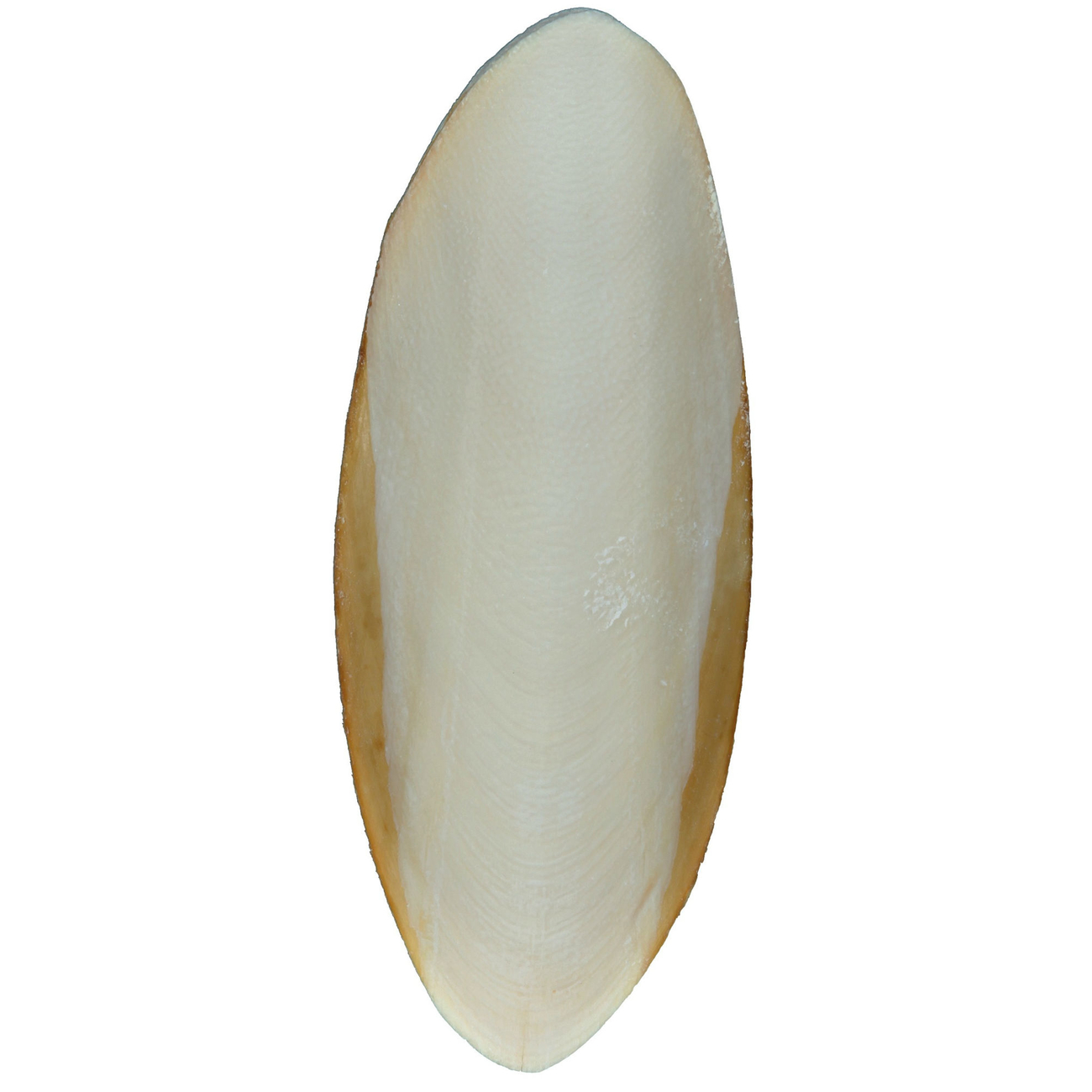 Sepiaschalen für Reptilien Bild 2