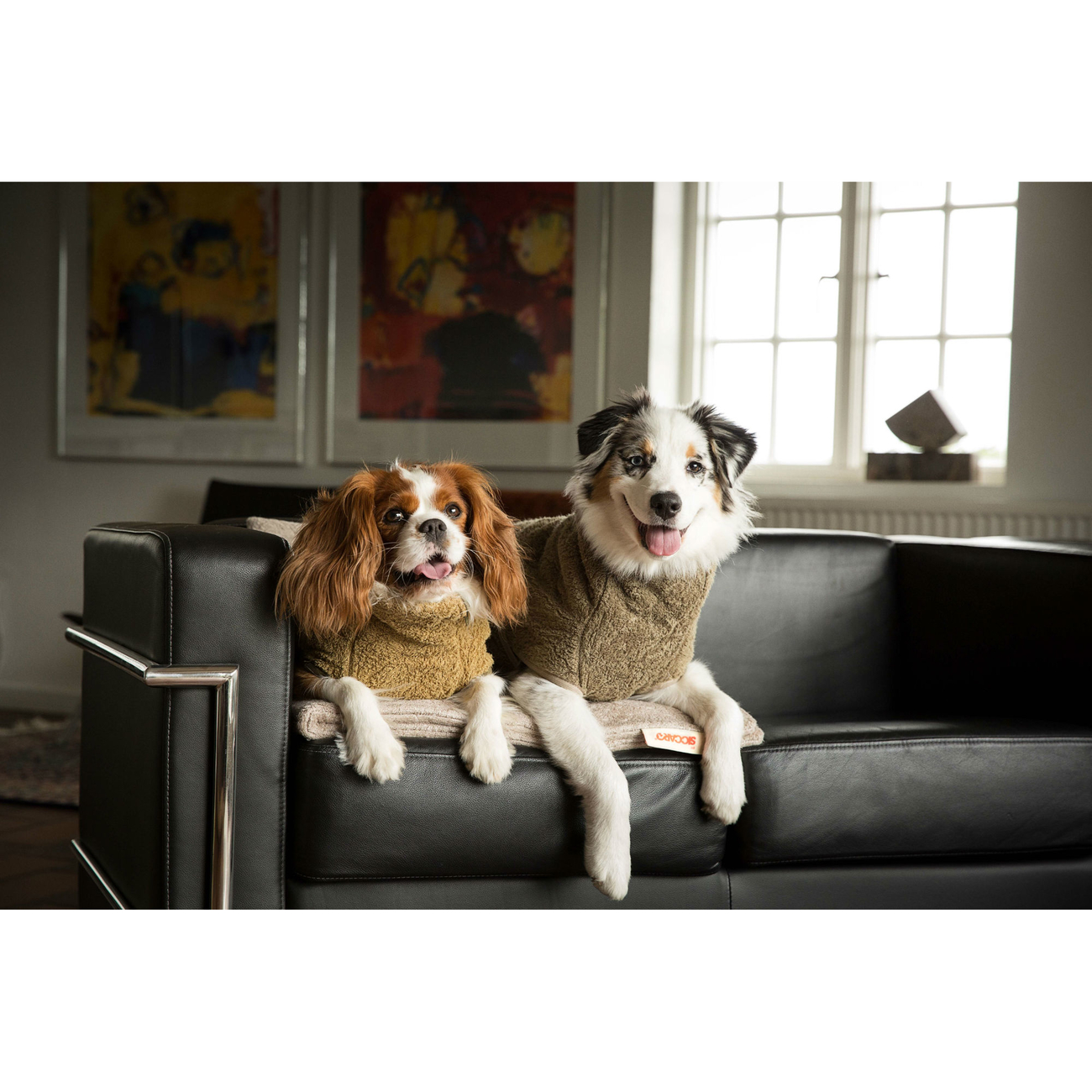 SICCARO Hundemantel Bademantel WetDog SupremePro Bild 12