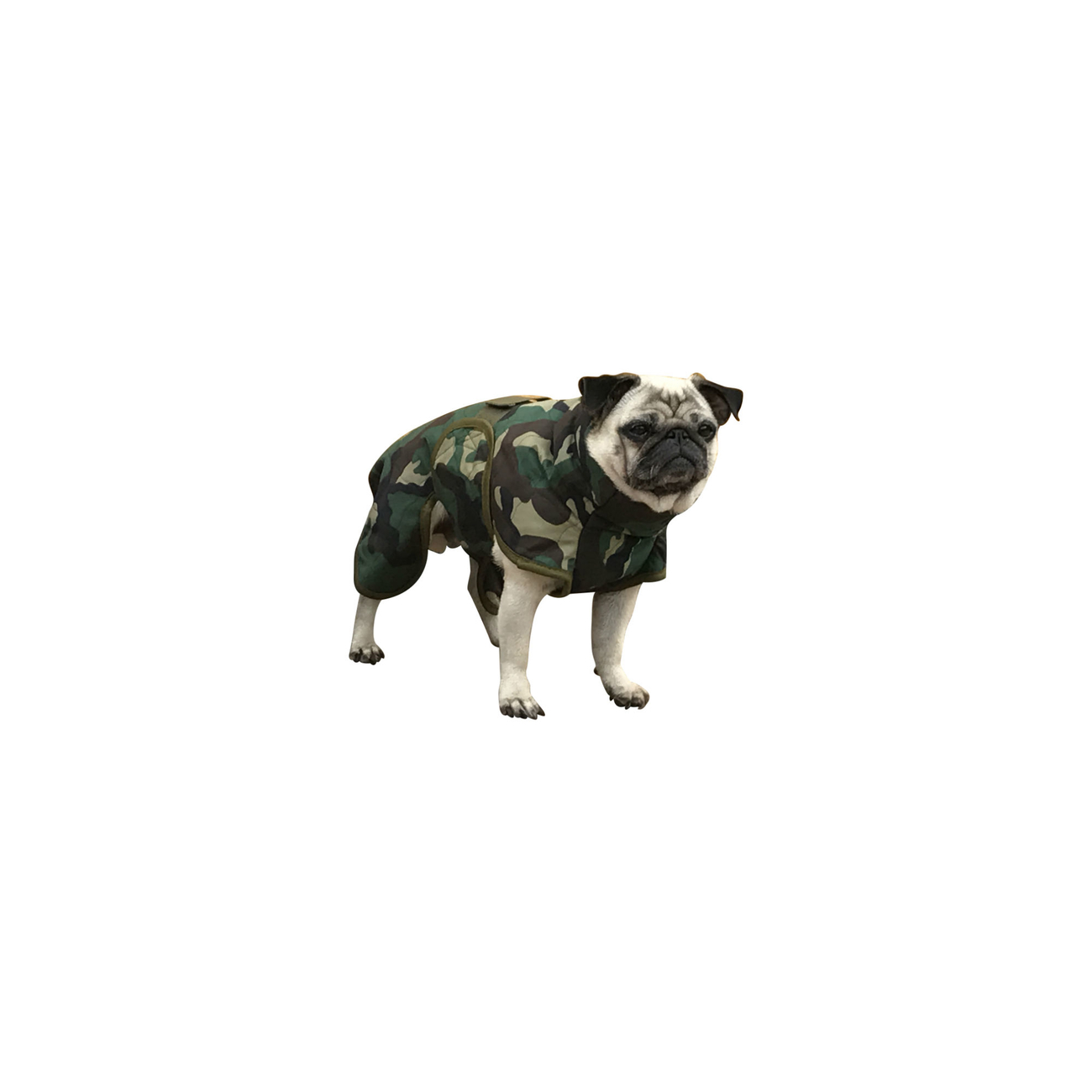 SICCARO Hundemantel WetDog Spirit Bild 4