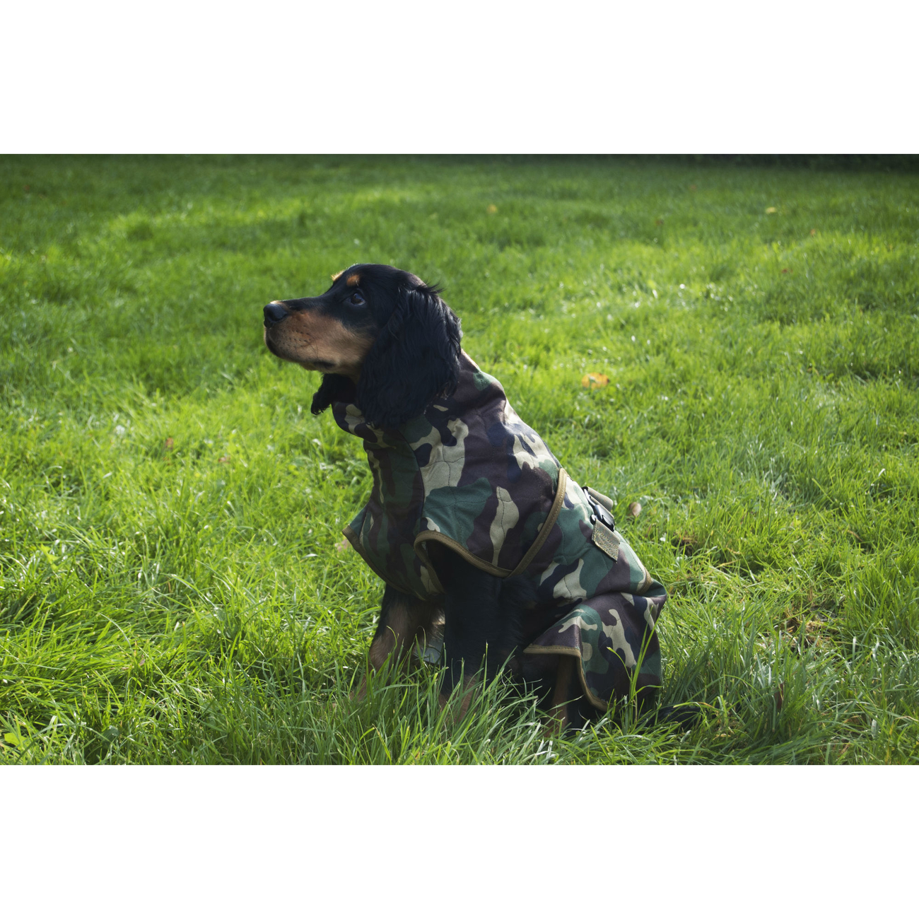 SICCARO Hundemantel WetDog Spirit Bild 7