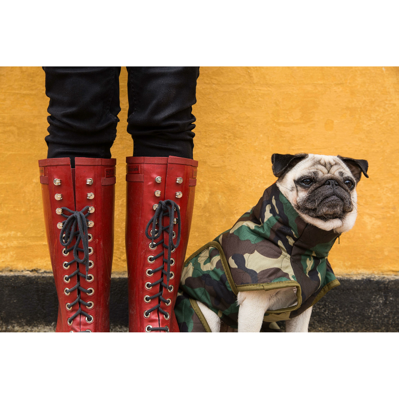 SICCARO Hundemantel WetDog Spirit Bild 13