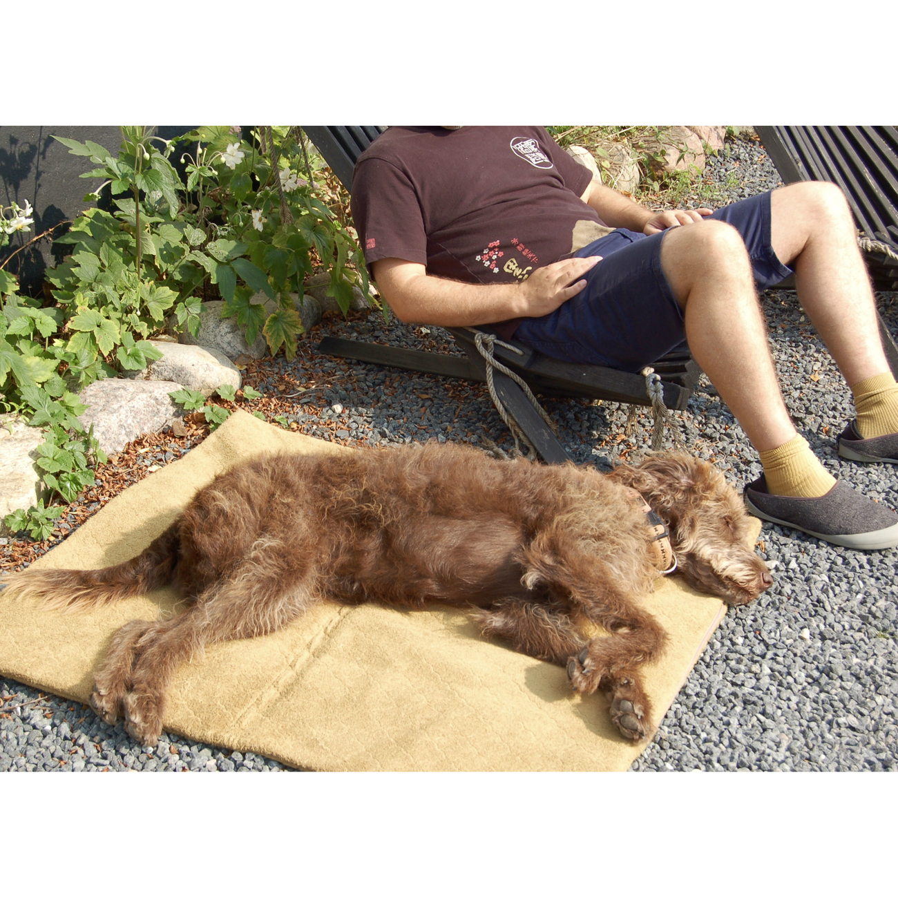 SICCARO Hundematte FlexDogMat Bild 18