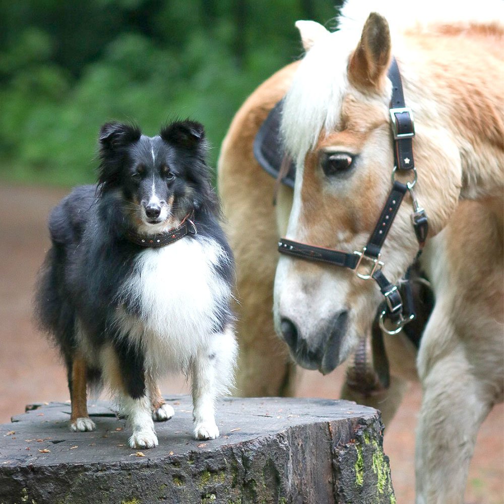 Sternfalbe Lederhalfter mit Strass Bild 3