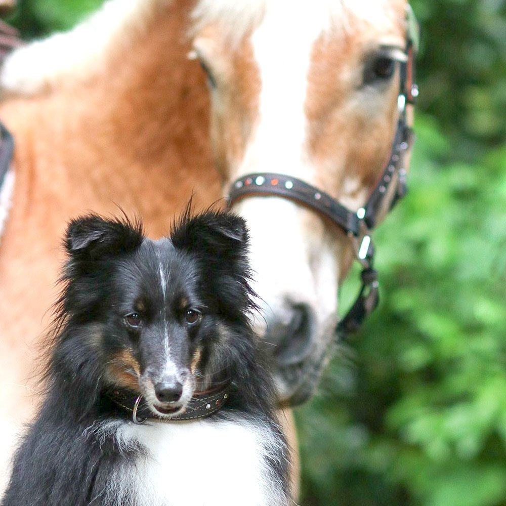 Sternfalbe Lederhalsband für Hunde Bild 3