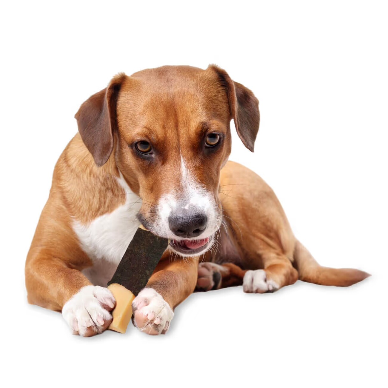 Kaukäse Stangen für Hunde, Käse Barren mit Algen Bild 2