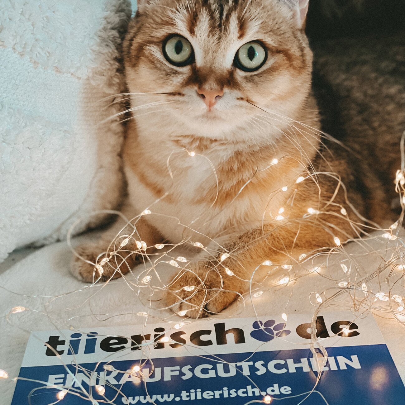 tiierisch.de Einkaufs Gutschein zum Verschenken Bild 4