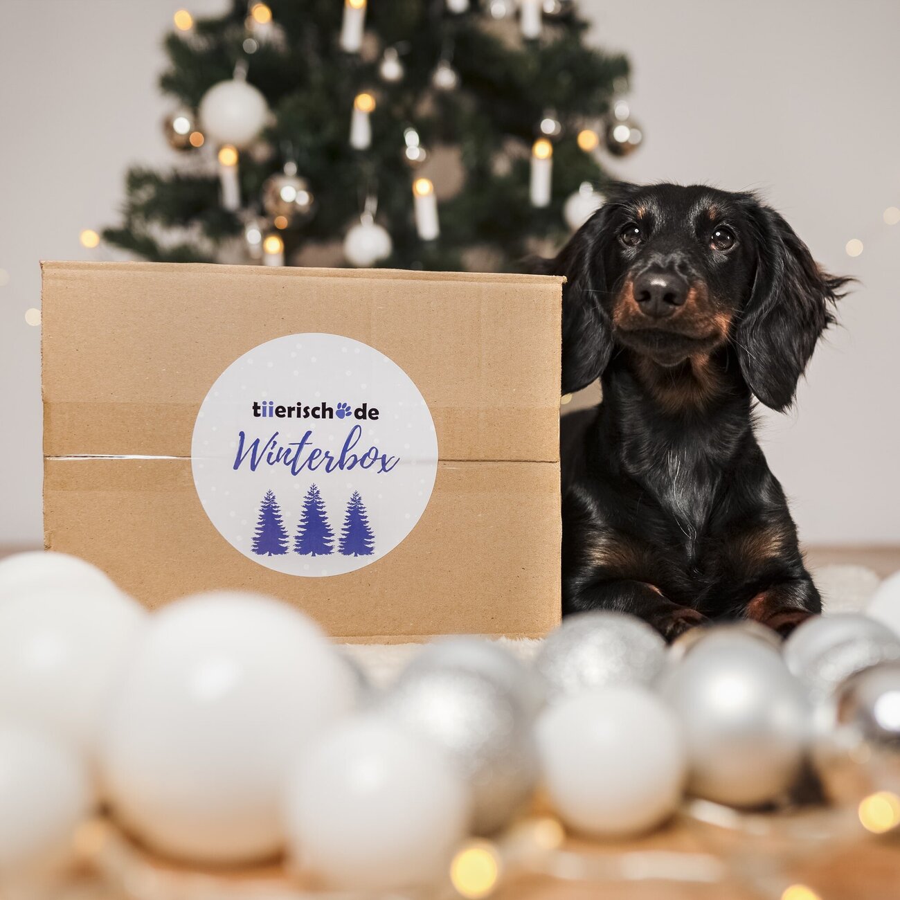 Winterbox für Hunde Bild 2