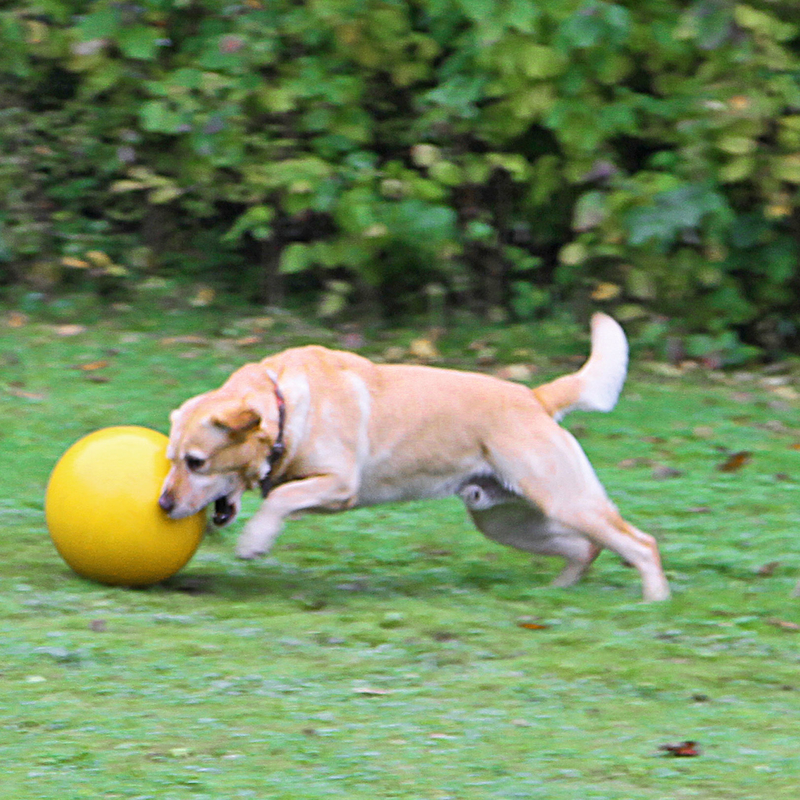 Kerbl Hundespielball Treibball Bild 3
