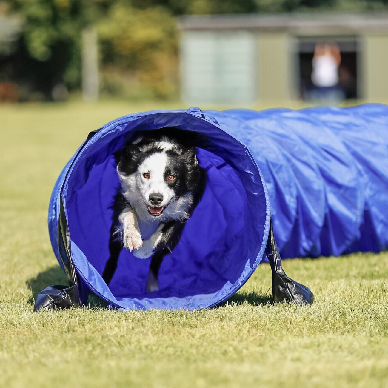 Agility Basic Tunnel Bild 2