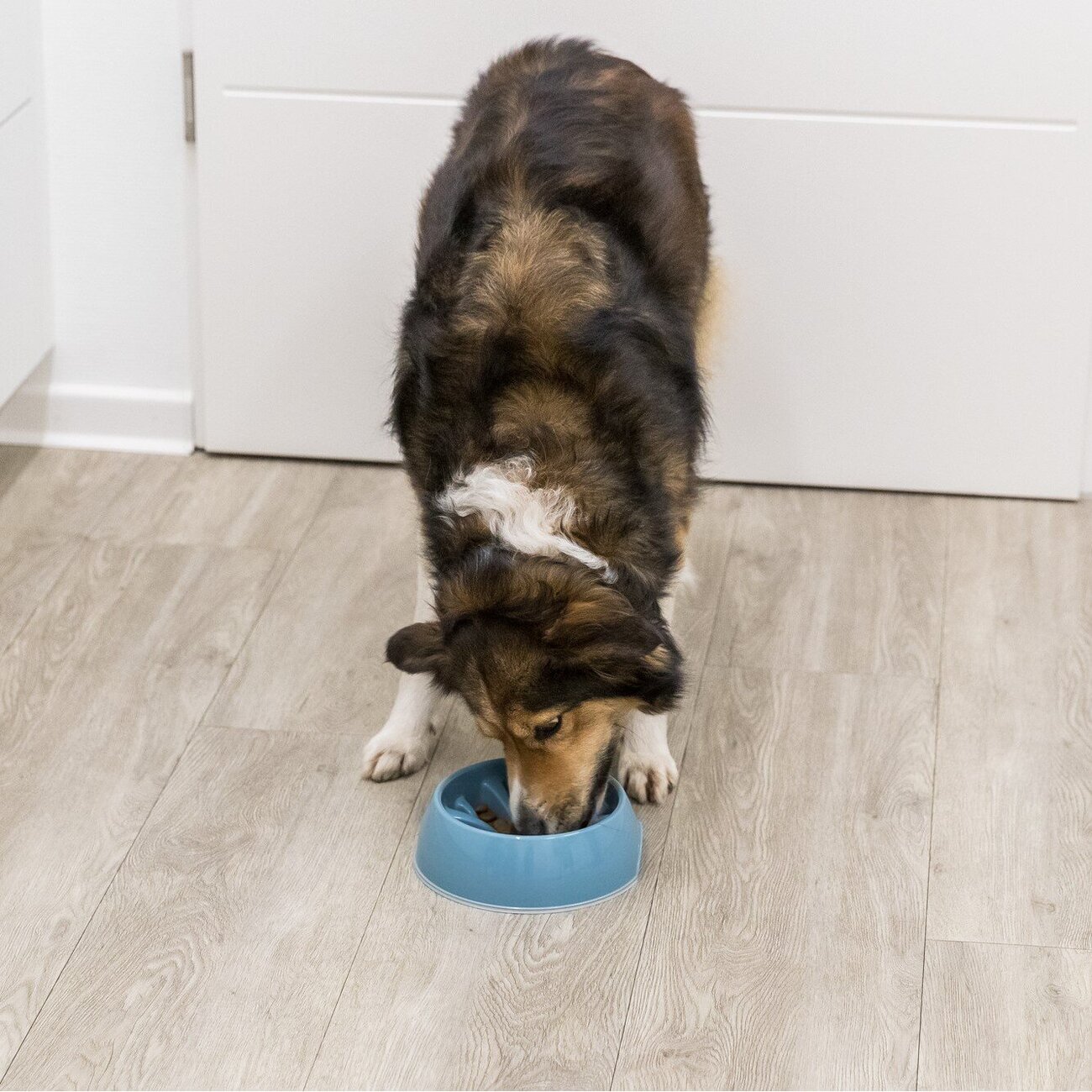 Anti Schling Kunststoffnapf für Hunde Bild 2