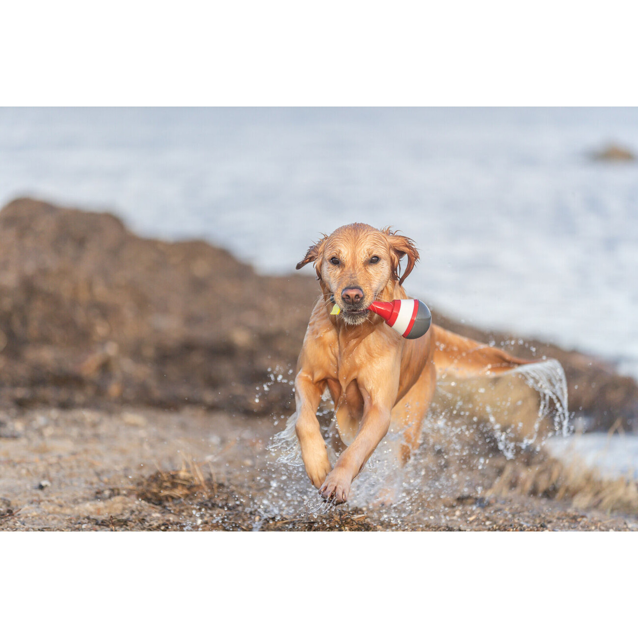 Aqua Toy Snack Boje Hundespielzeug Bild 4