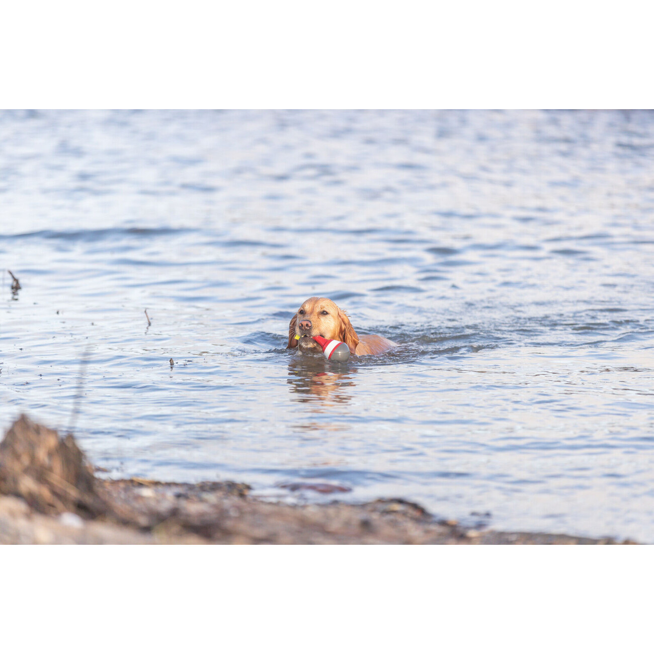 Aqua Toy Snack Boje Hundespielzeug Bild 5