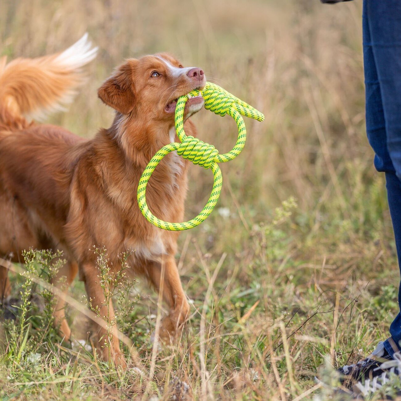 Aqua Toy Spieltau für Hunde Bild 5