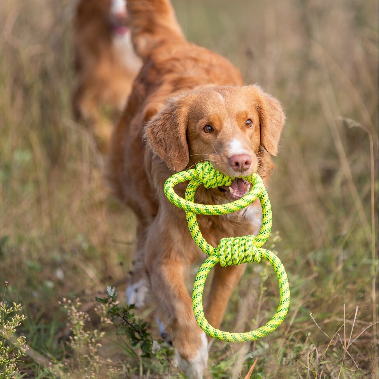 Aqua Toy Spieltau für Hunde Bild 2