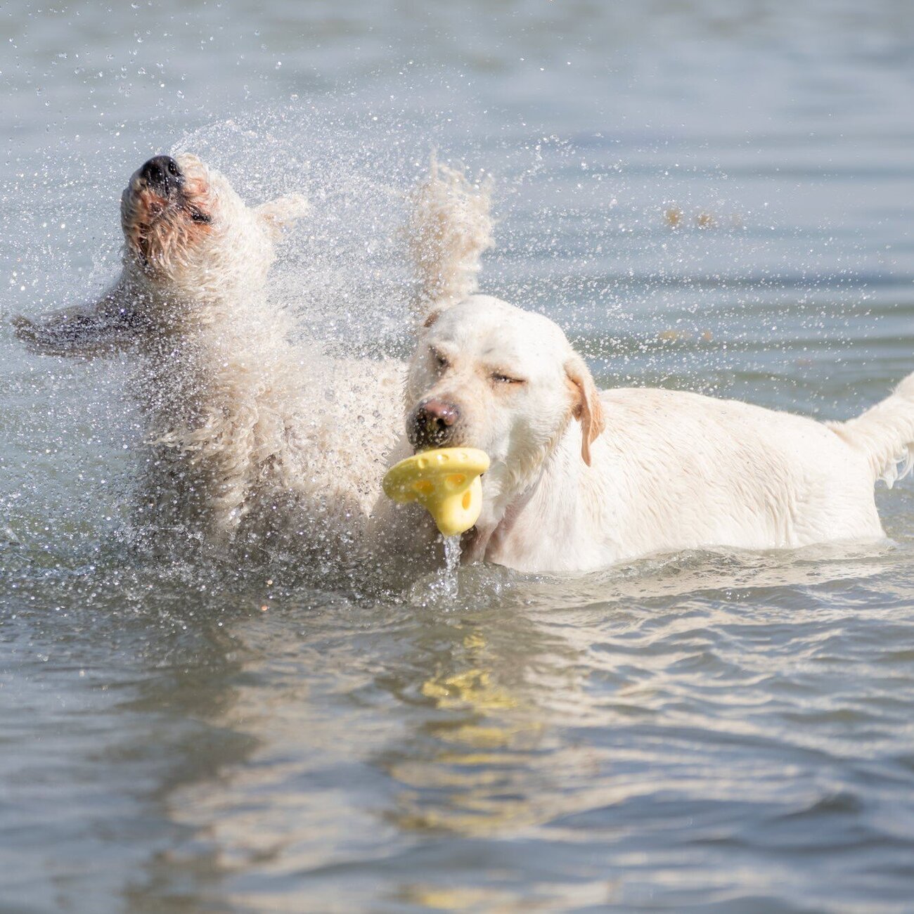 Aqua Toy Tumbler Bild 4